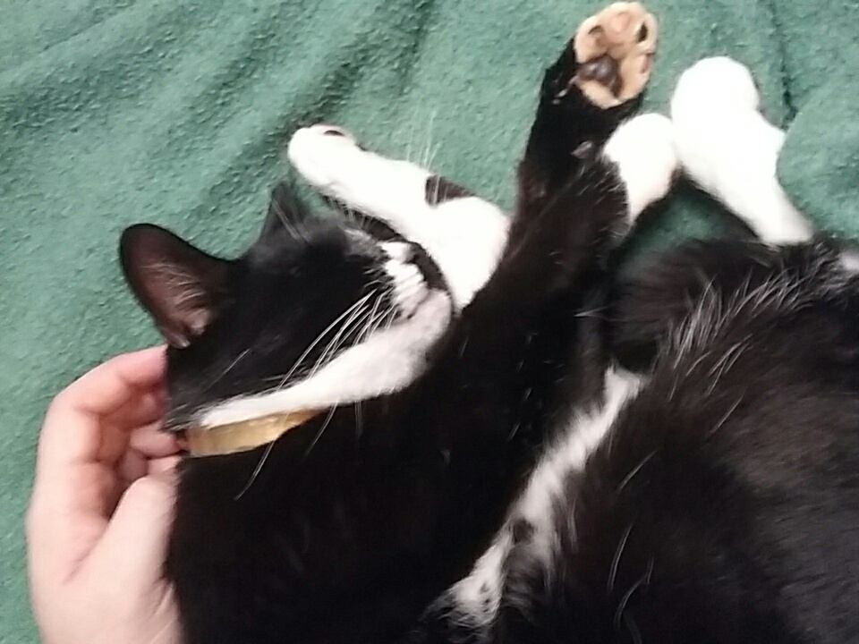 tuxedo cat croissant